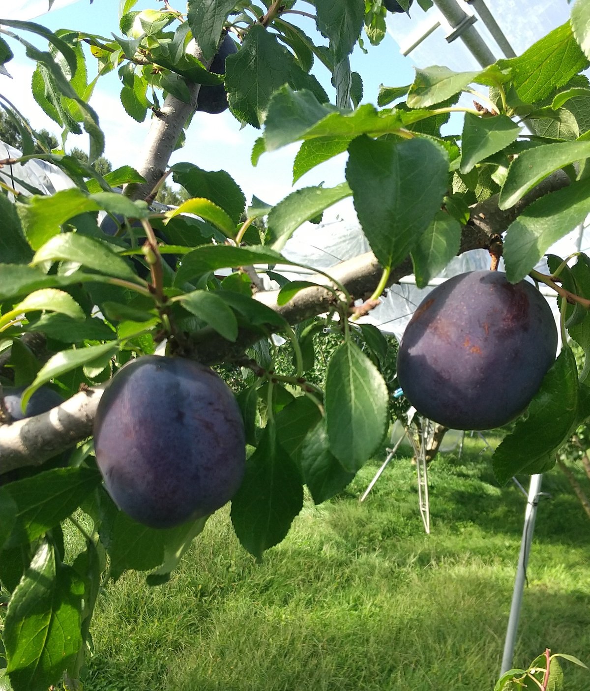 プルーン（オータムキュート）4箱 ※残り僅か | 【穂のぼの農園】信州