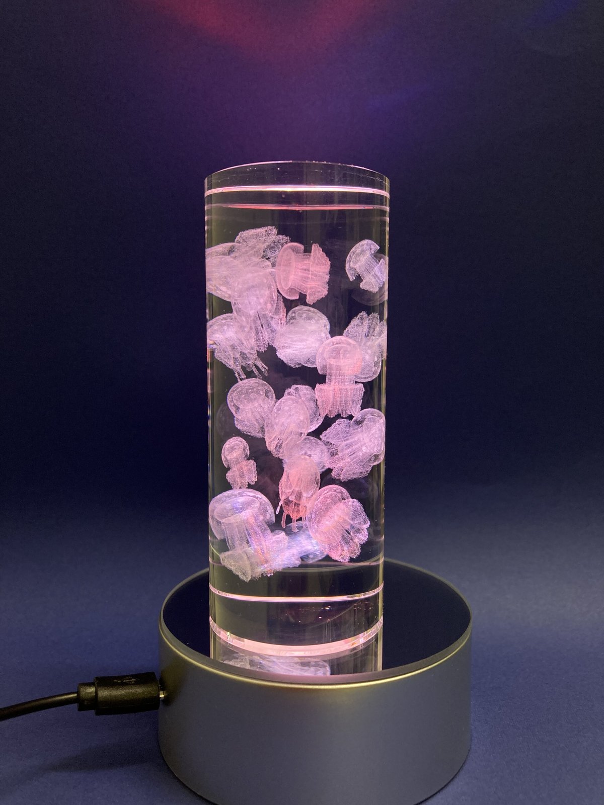 3Dアート タコクラゲ | AQUAS Gift Shop / online store 3Dアート タコクラゲ | AQUAS Gift Shop / online store