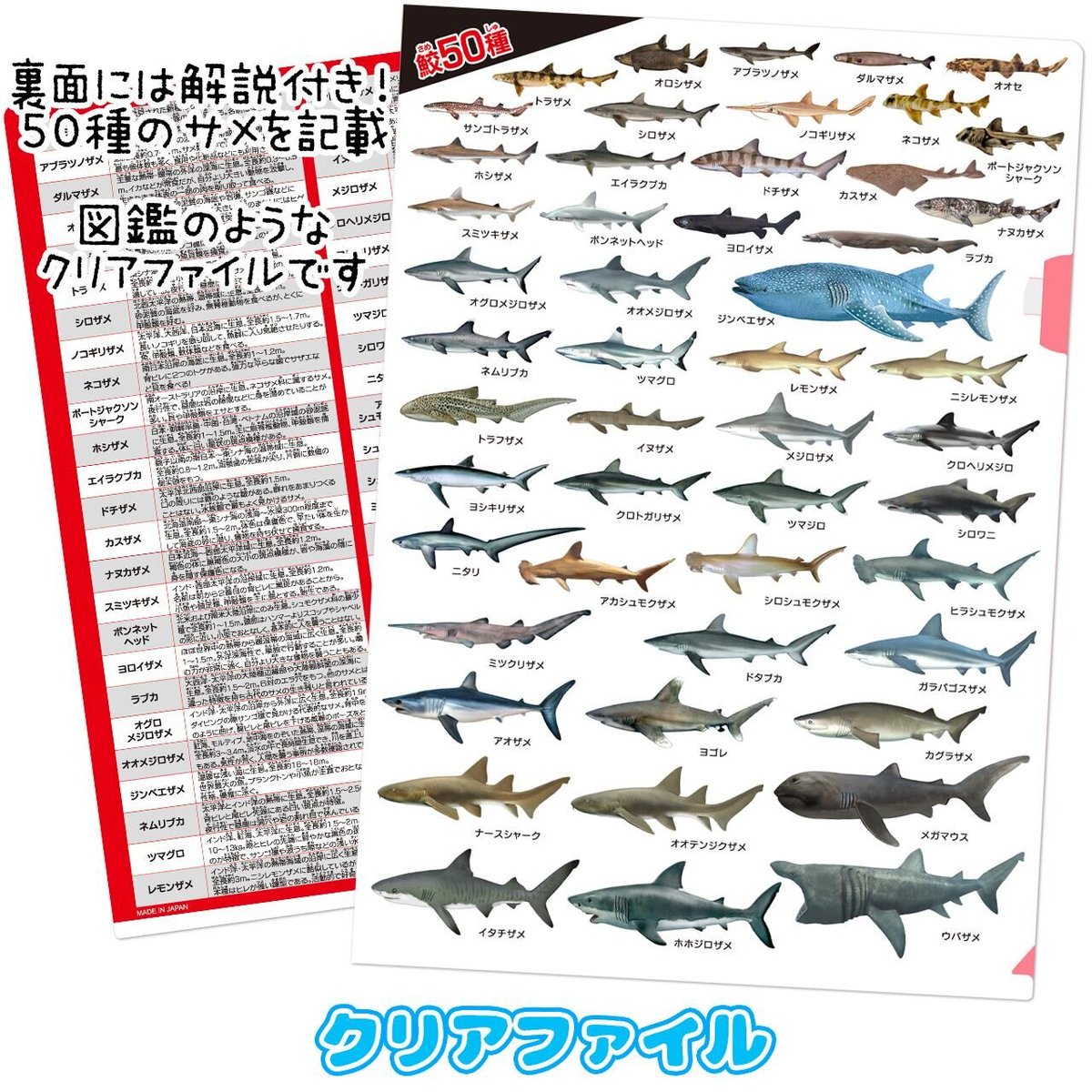 鮫大全 A4クリアファイル | AQUAS Gift Shop / online store