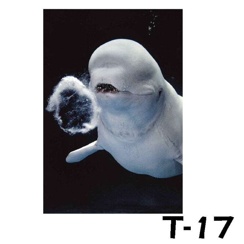 AQUASオリジナルポストカード ➀ | AQUAS Gift Shop / online