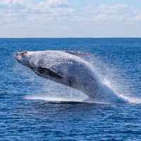 Echoes Of The Whales