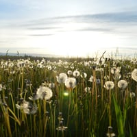 Poetry In The Sun