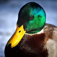 Do The Funky Mallard