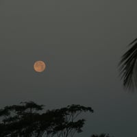 Moonshine