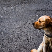 Puppy Strut