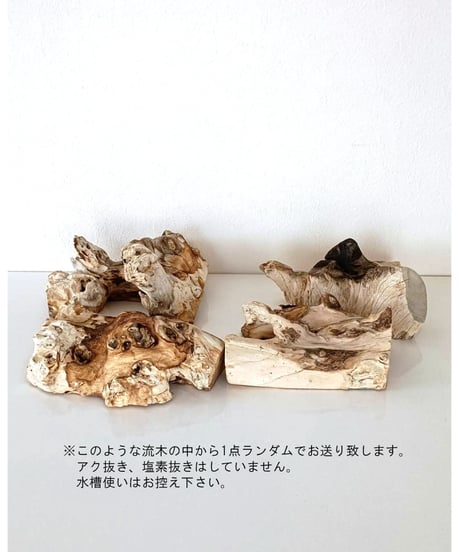 流木ホワイトウォッシュ　Lサイズ　(流木のみ販売)　商品はランダム発送になります。