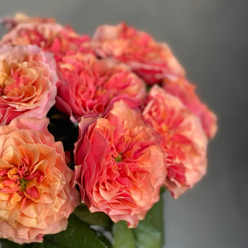 定期便_お試し1回｜暮らしに花を〔バラ〕 | 花福 オンラインショップ