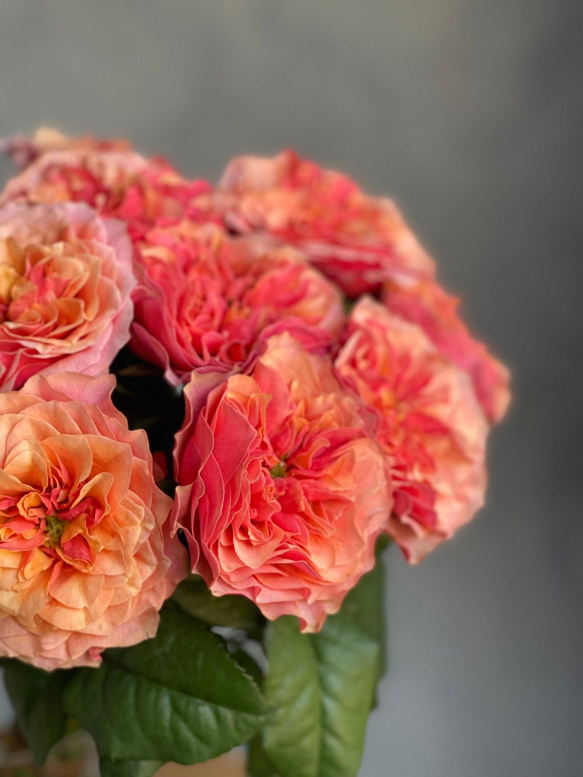 1ST ３枚セット　バラ要相談　 特典付き 定期便_お試し1回｜暮らしに花を〔バラ〕 | 花福 オンライン