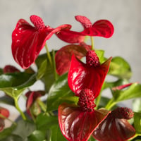 Botanical Life｜観葉植物 アンスリウムM