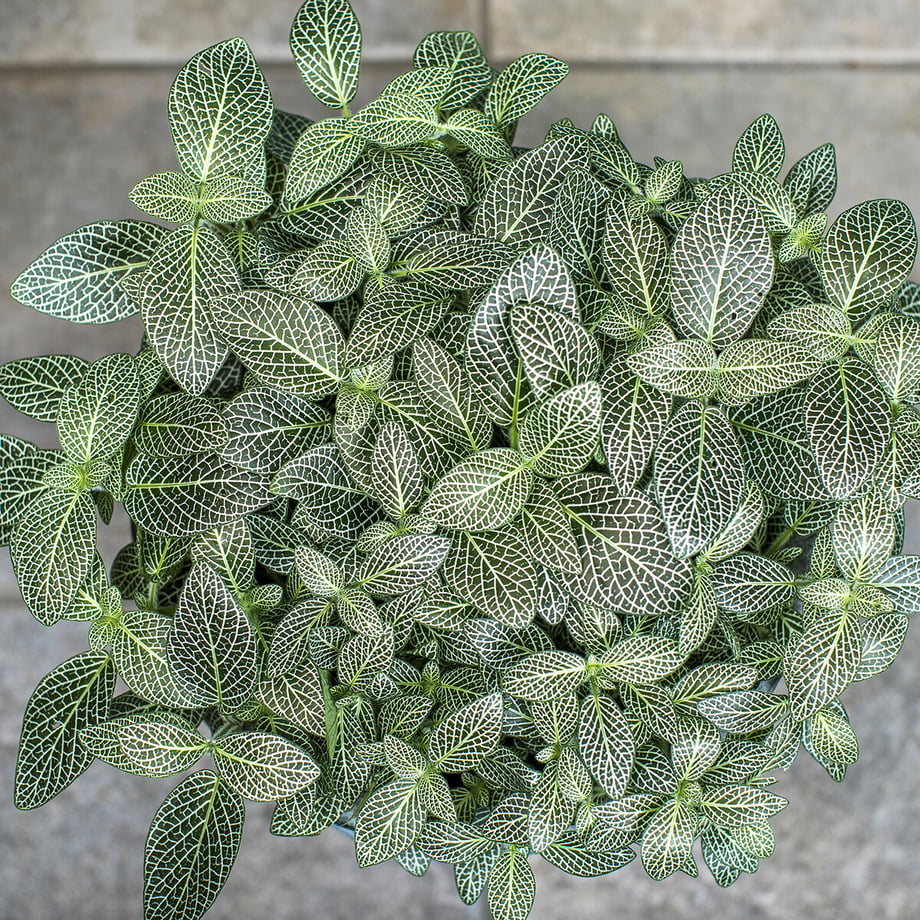 60e8355fc3289c2221e2aa09