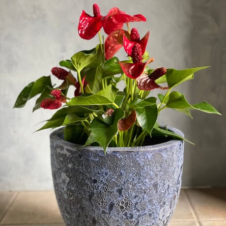 Botanical Life｜観葉植物 アンスリウムM
