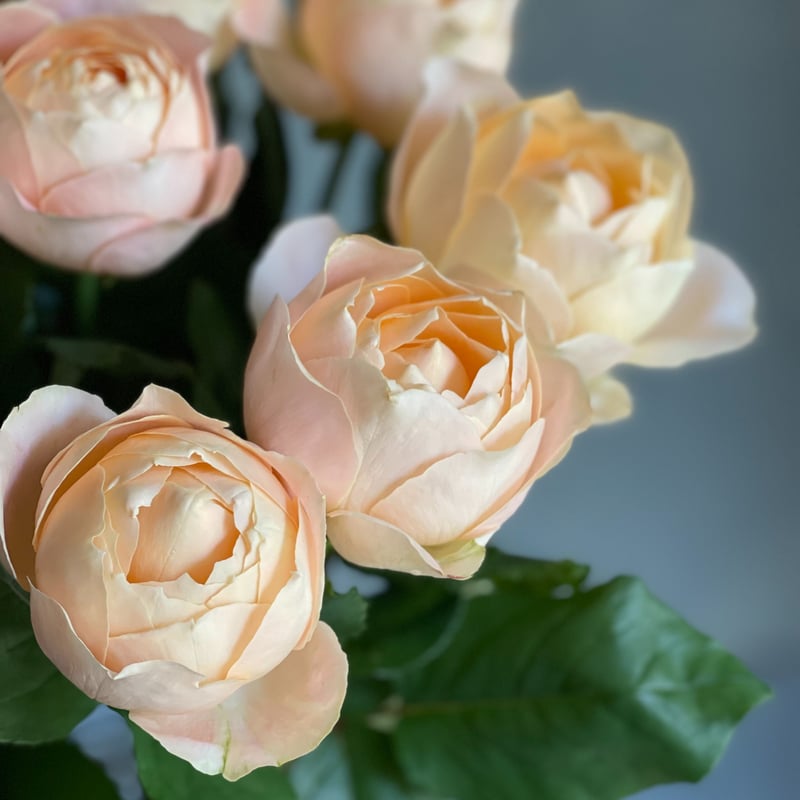 定期便_お試し1回｜暮らしに花を〔バラ〕 | 花福 オンラインショップ