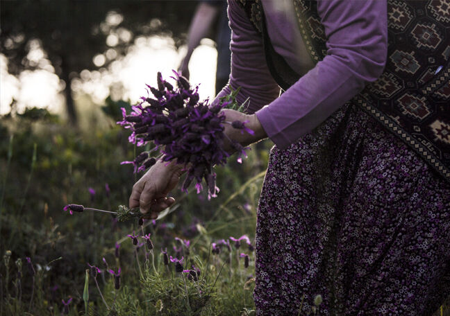 LE BÉNÉFIQUE Japan