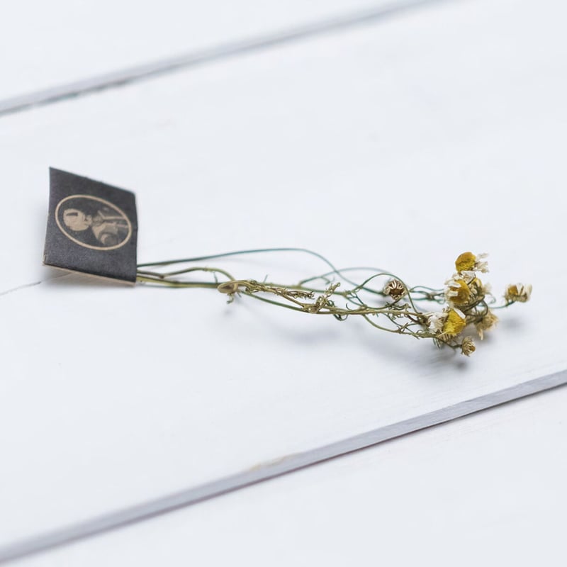 カモミール [Camomille matricaire] | LE BÉNÉFIQUE Japan