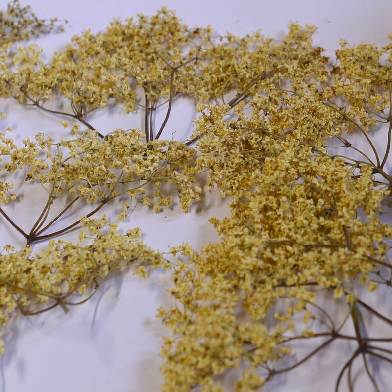 エルダーフラワー [Fleur de sureau] | LE BÉNÉFIQUE Japan