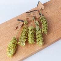 【10%off・個包装なしエコ仕様】マウンテンセージ [Sauge de montagne]