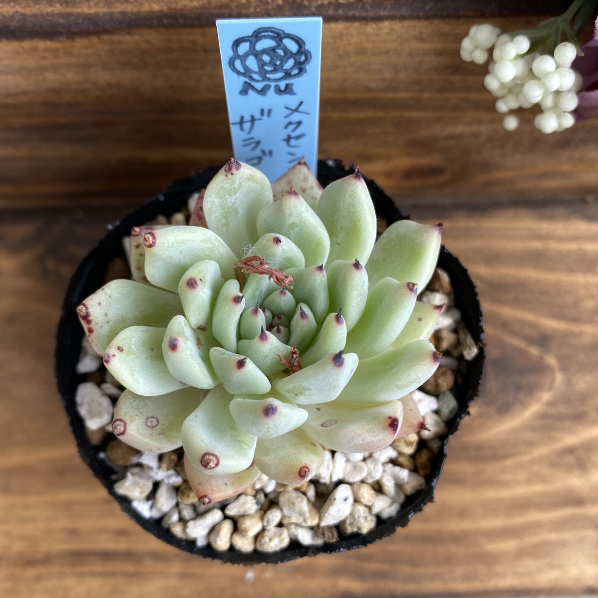 ユッカリギダ幹立ち♪国内実生　ロストラータ好きにも♪ ユッカリギダ幹立ち♪国内実生 ロストラータ好きにも