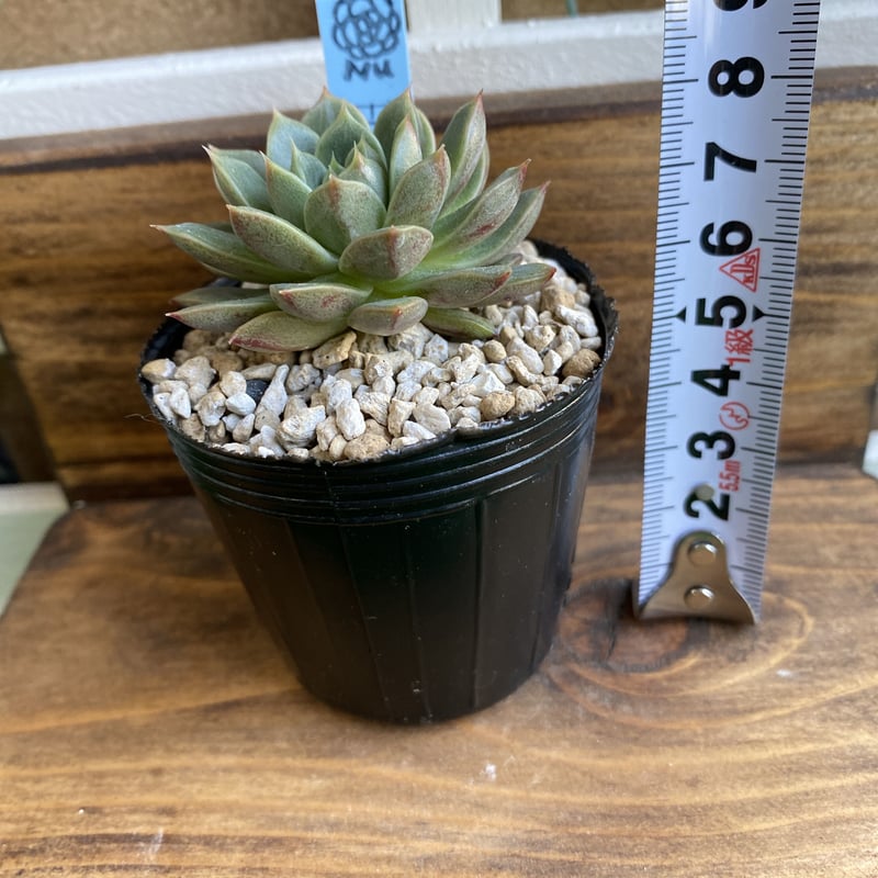 韓国苗】フォックススター：Echeveria Fox Star | Nu:Ta29 SHOP