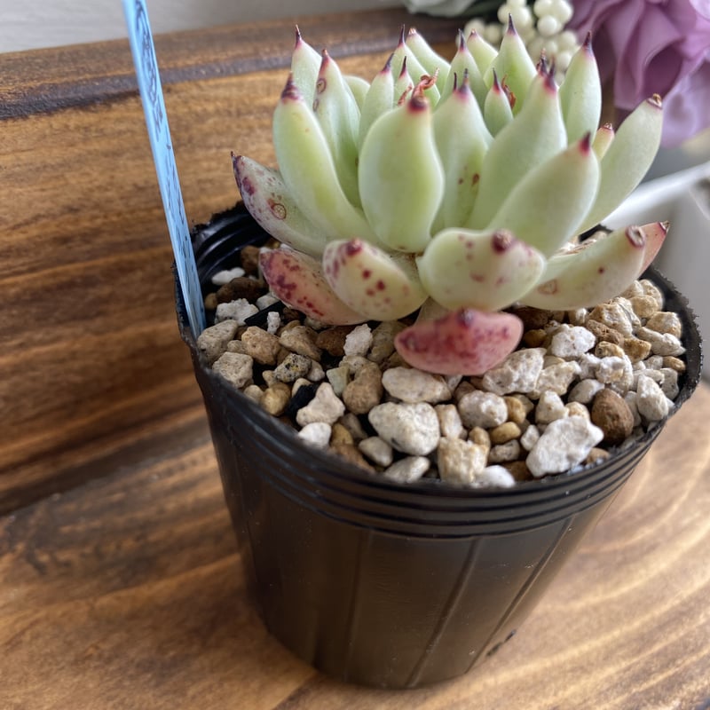 韓国苗】メクセンシスザラゴーサ:Echeveria mexensis Zaragosa 韓国苗】メクセンシスザラゴーサ:Echeveria mexensis Zaragosa