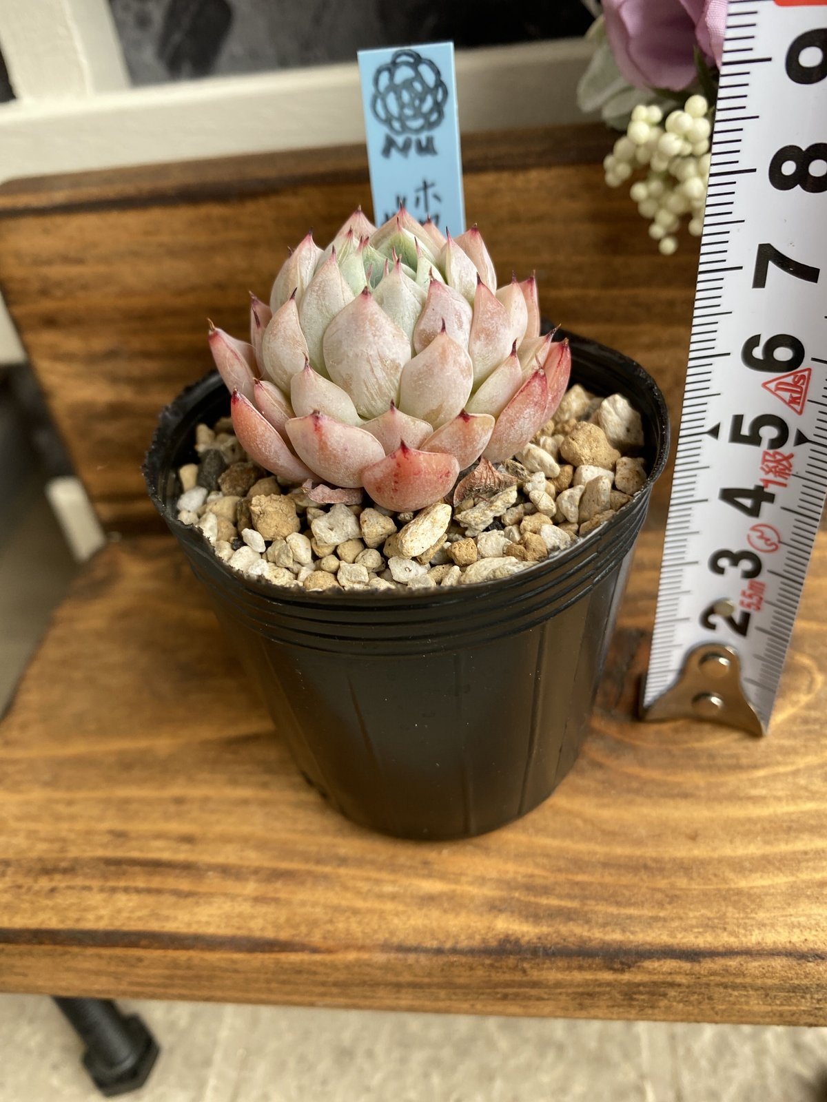韓国苗】ホワイトザラゴーサ②：Echeveria White Zaragosa | Nu:T