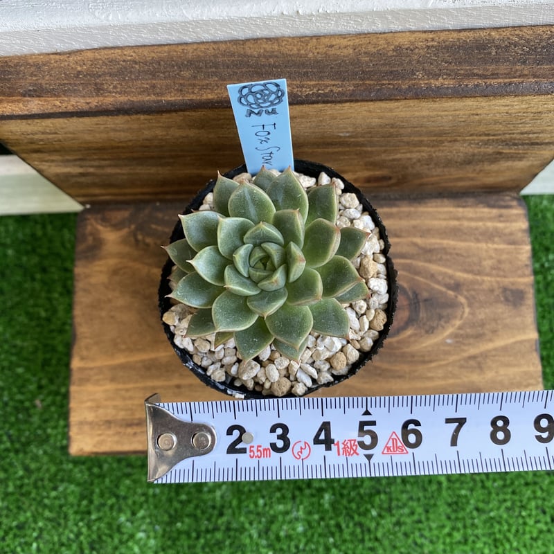韓国苗】フォックススター：Echeveria Fox Star | Nu:Ta29 SHOP