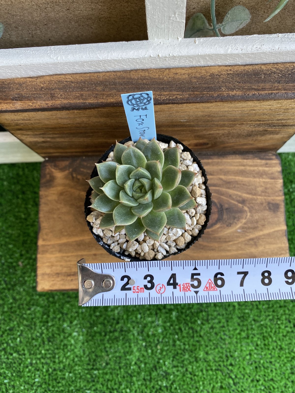 韓国苗】フォックススター：Echeveria Fox Star | Nu:Ta29 SHOP
