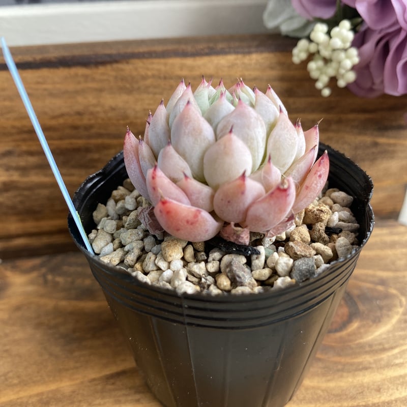 韓国苗】ホワイトザラゴーサ②：Echeveria White Zaragosa | Nu:T