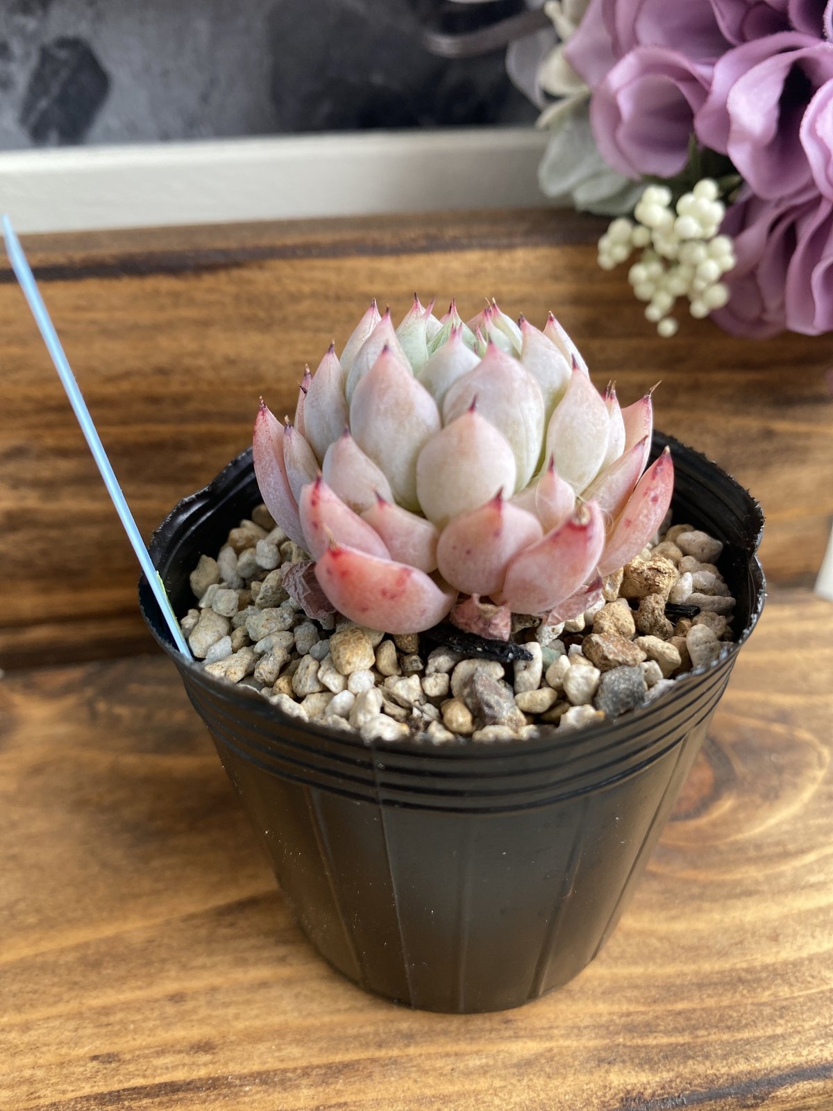 韓国苗】ホワイトザラゴーサ②：Echeveria White Zaragosa | Nu:T