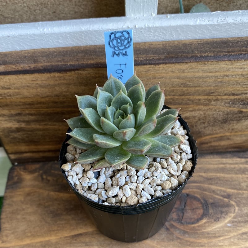 韓国苗】フォックススター：Echeveria Fox Star | Nu:Ta29 SHOP