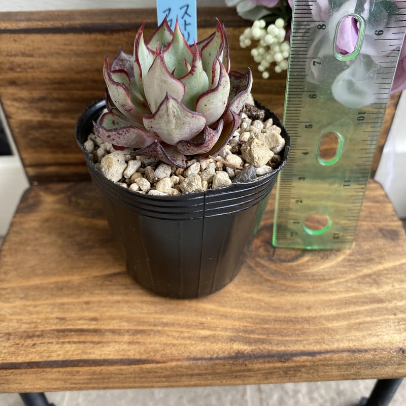 D*G様 M382　ストリクチフローラ　70株　多肉植物 抜き苗 エケベリア 韓 D*G様 M382 ストリクチフローラ 70株 多肉植物 抜き苗 エケベリア 韓