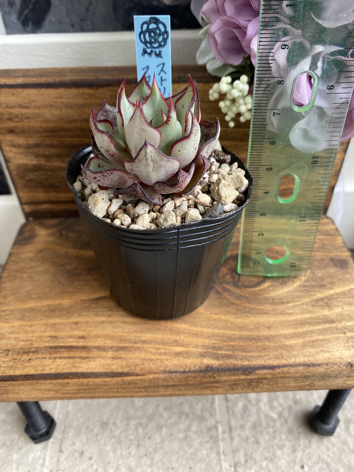 韓国苗】ストリクチフローラノヴァ:Echeveria strictiflora v 韓国苗】ストリクチフローラノヴァ:Echeveria strictiflora v