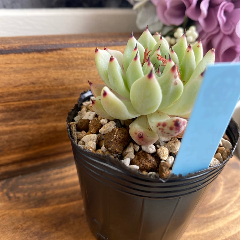 メクセンシスザラゴーサ 【公式通販】