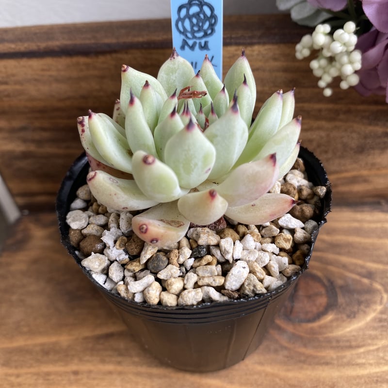 メクセンシスザラゴーサ メクセンシスザラゴーサ②