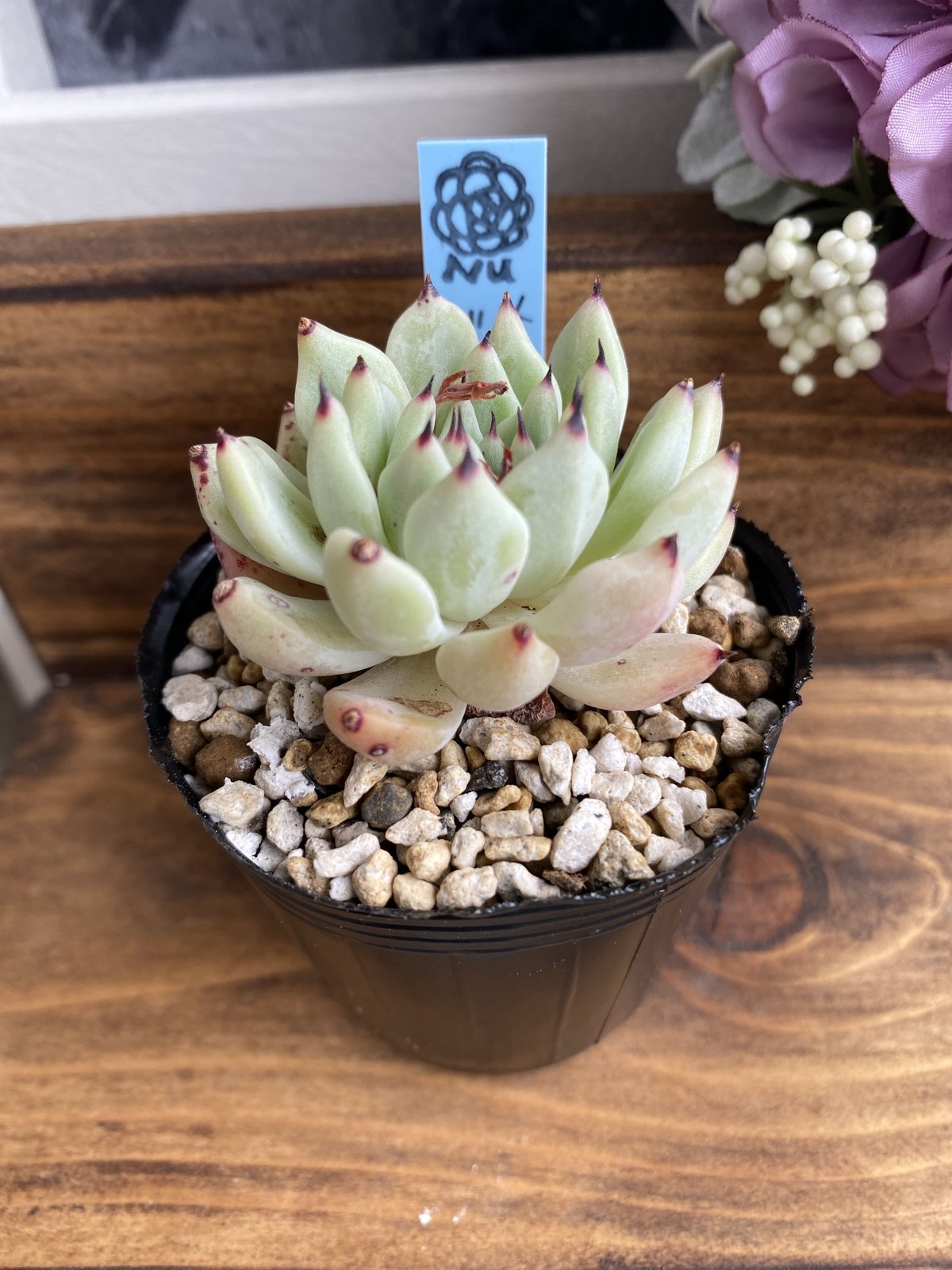 メクセンシスザラゴーサ 【公式通販】