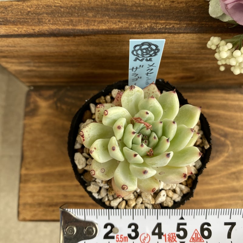 メクセンシスザラゴーサ メクセンシスザラゴーサ②