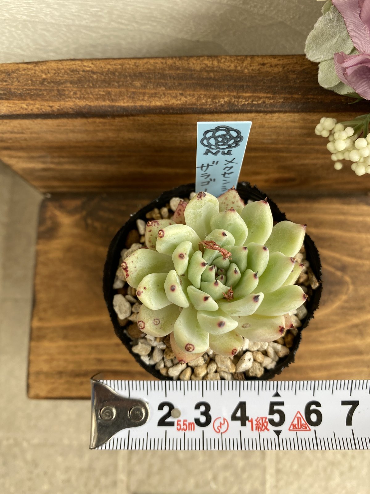 メクセンシスザラゴーサ