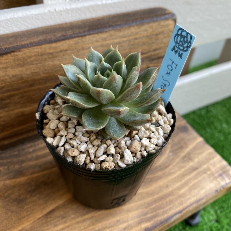 韓国苗】フォックススター：Echeveria Fox Star | Nu:Ta29 SHOP