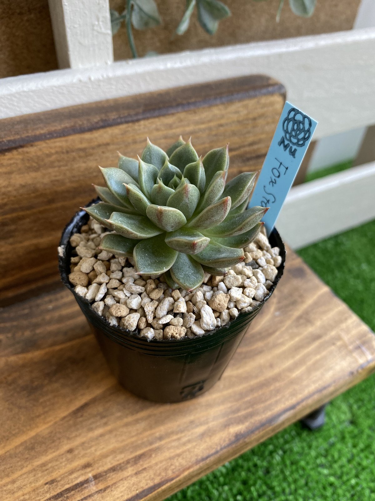 韓国苗】フォックススター：Echeveria Fox Star | Nu:Ta29 SHOP