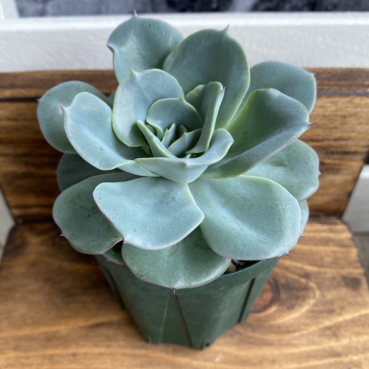 育成苗】アトランティス：Echeveria Atlantis | Nu:Ta29 SHOP