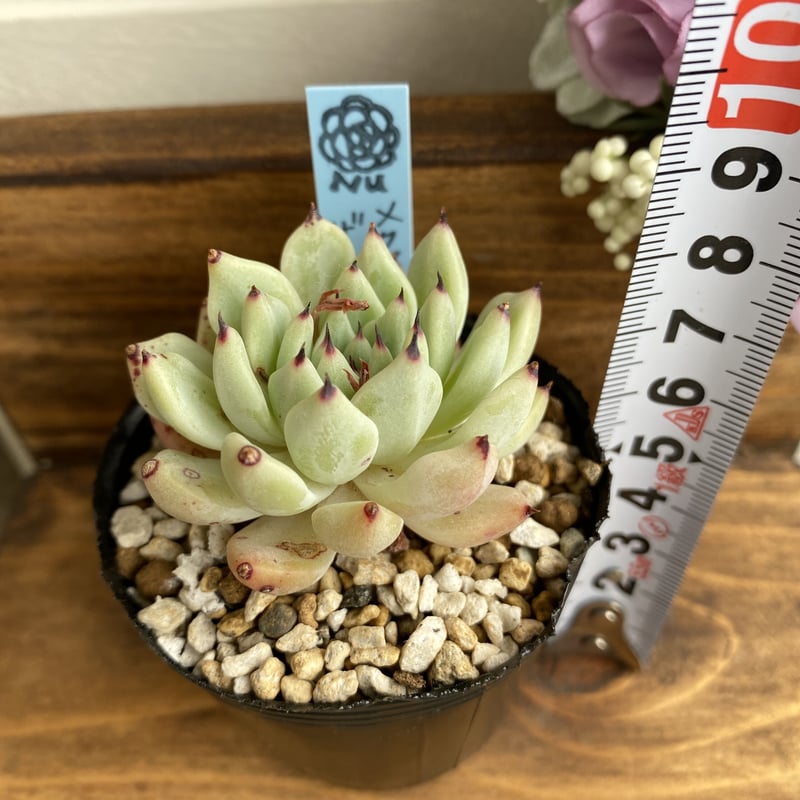 メクセンシスザラゴーサ②