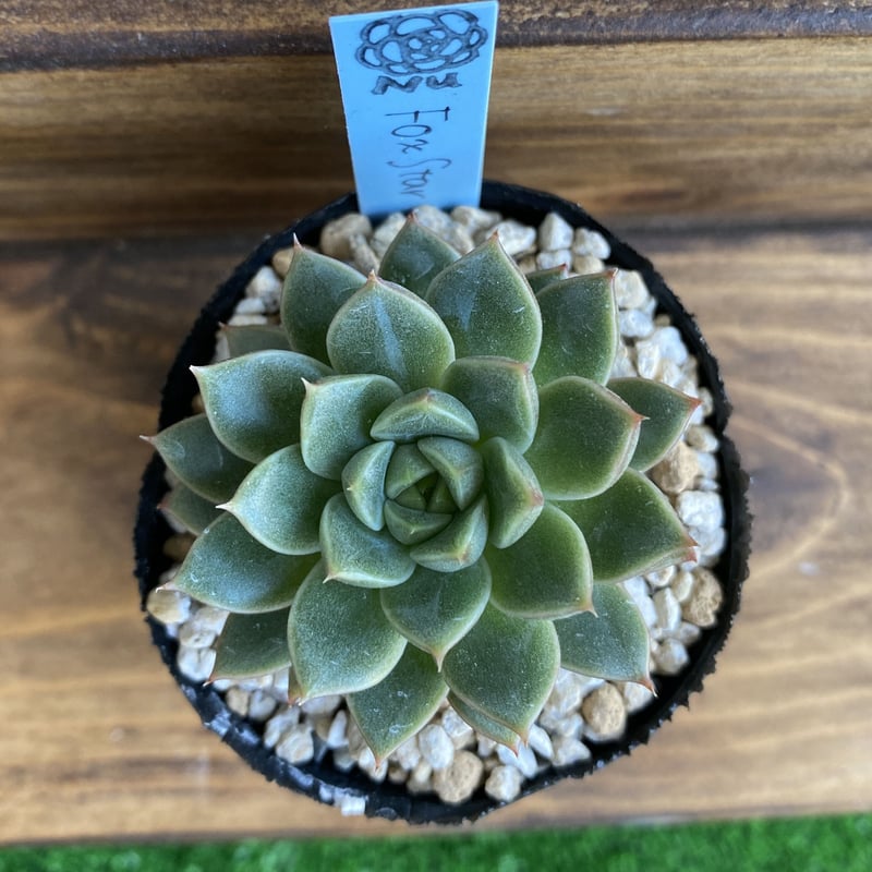 韓国苗】フォックススター：Echeveria Fox Star | Nu:Ta29 SHOP