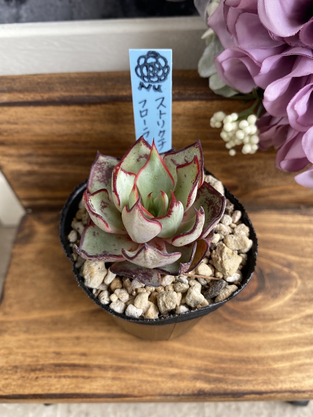 韓国苗】ストリクチフローラノヴァ：Echeveria strictiflora v nova