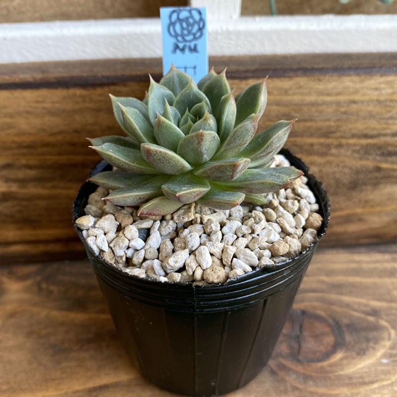 韓国苗】フォックススター：Echeveria Fox Star | Nu:Ta29 SHOP