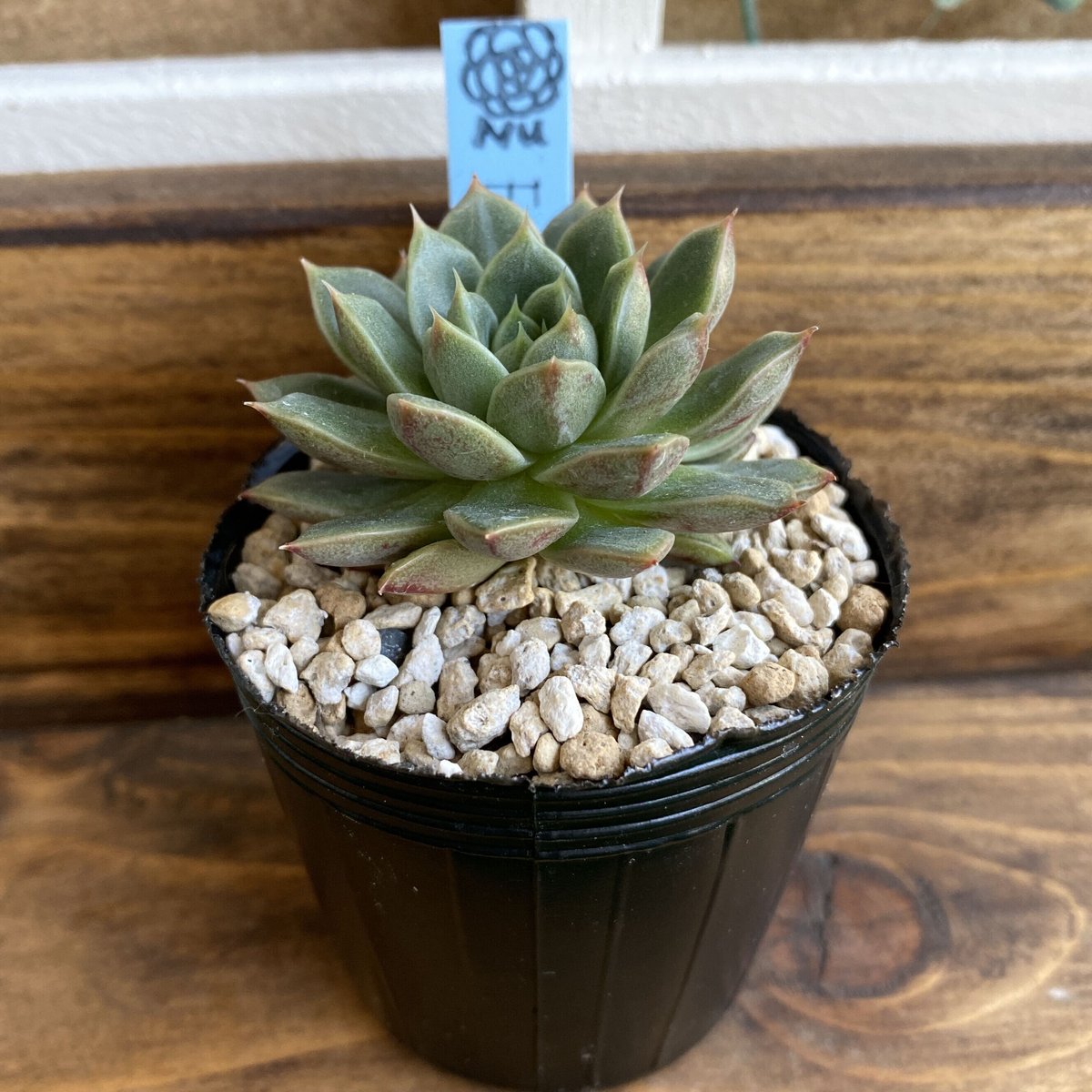 韓国苗】フォックススター：Echeveria Fox Star | Nu:Ta29 SHOP