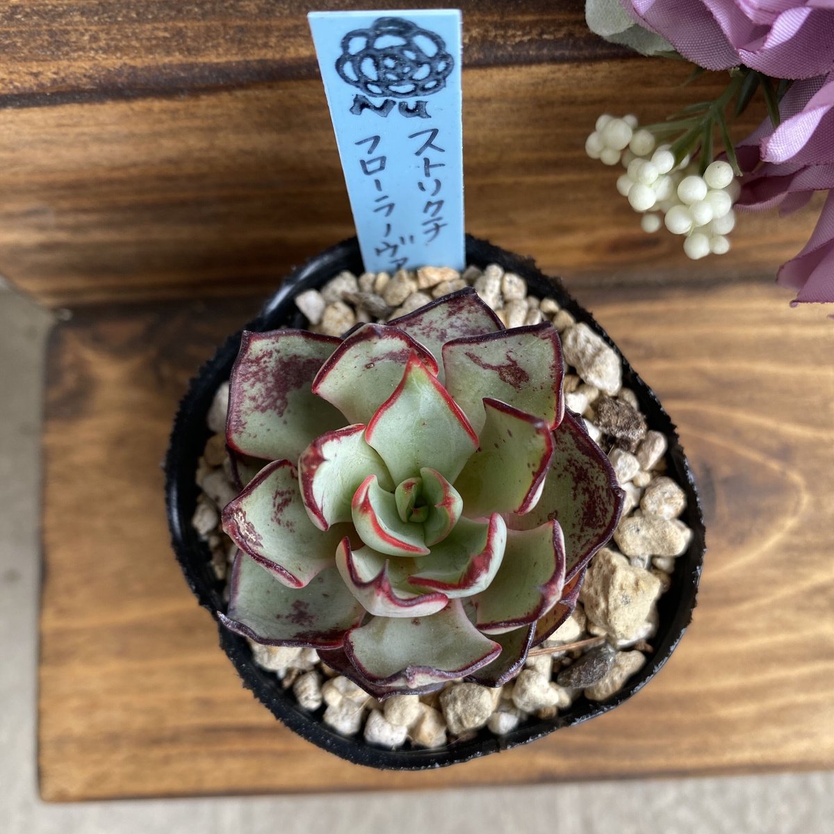 【韓国苗】ストリクチフローラノヴァ：Echeveria strictiflora v nova