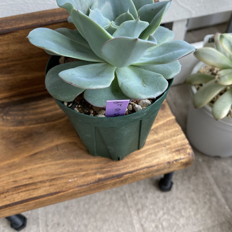 育成苗】アトランティス：Echeveria Atlantis | Nu:Ta29 SHOP