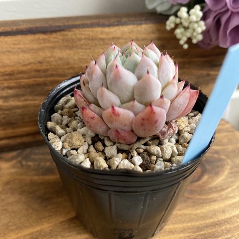 111【韓国輸入苗】 ホワイトザラゴーサエケベリアカット苗多肉植物