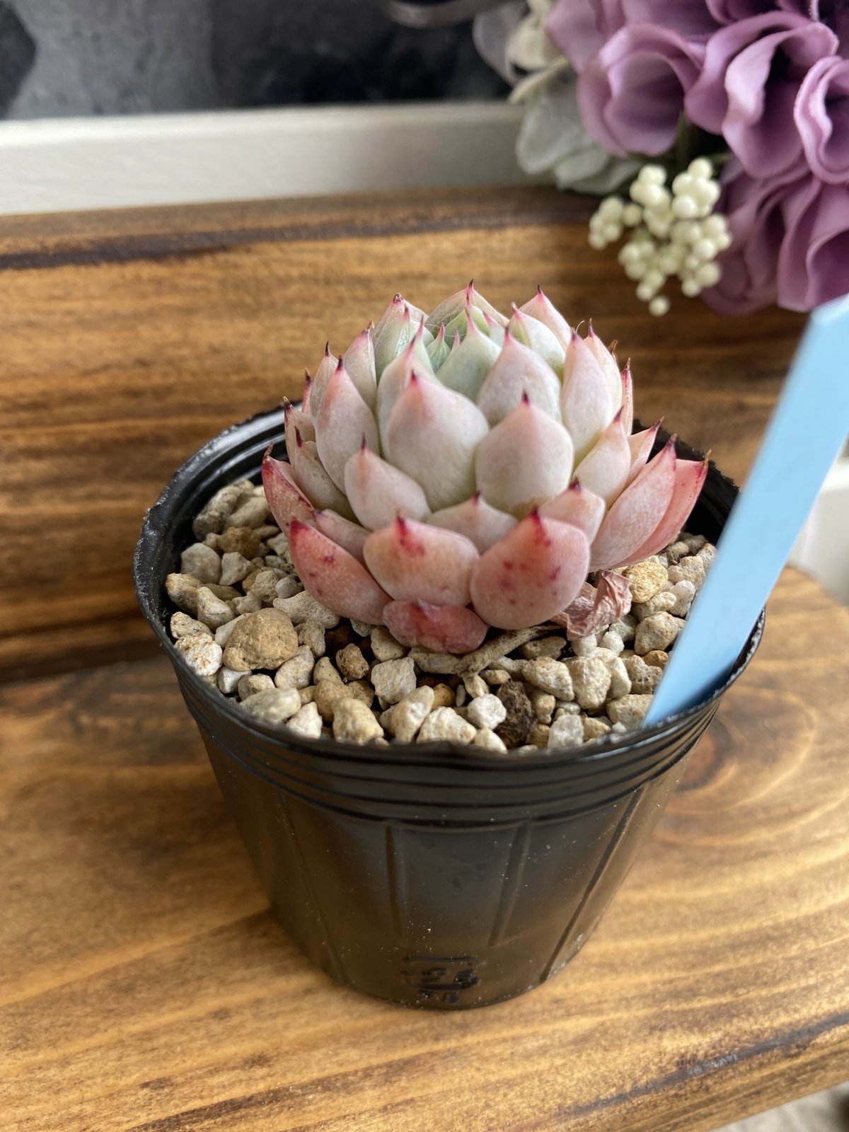 韓国苗】ホワイトザラゴーサ②：Echeveria White Zaragosa | Nu:T