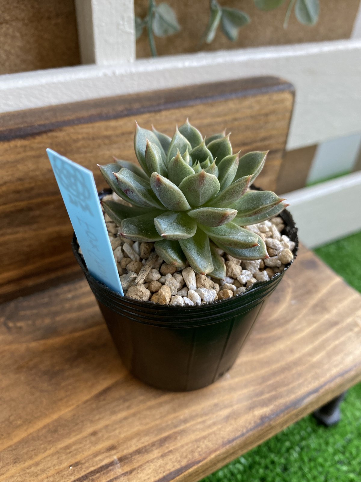 韓国苗】フォックススター：Echeveria Fox Star | Nu:Ta29 SHOP