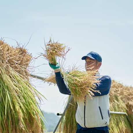 令和7年度産 いつでも美味しいもっちり米（白州産コシヒカリ）天日干し米　3キロ